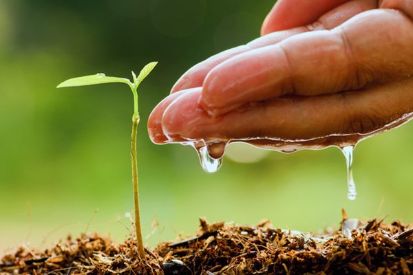 چگونه گیاهان را در هوای گرم زنده نگه داریم؟ چگونه گیاهان را در هوای گرم زنده نگه داریم؟