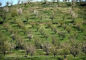 ۴۰۰ هکتار گونه بادام دیم در لرستان کشت شد
