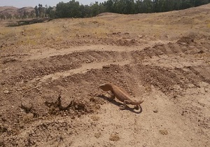 رهاسازی بزمچه در قصرشیرین