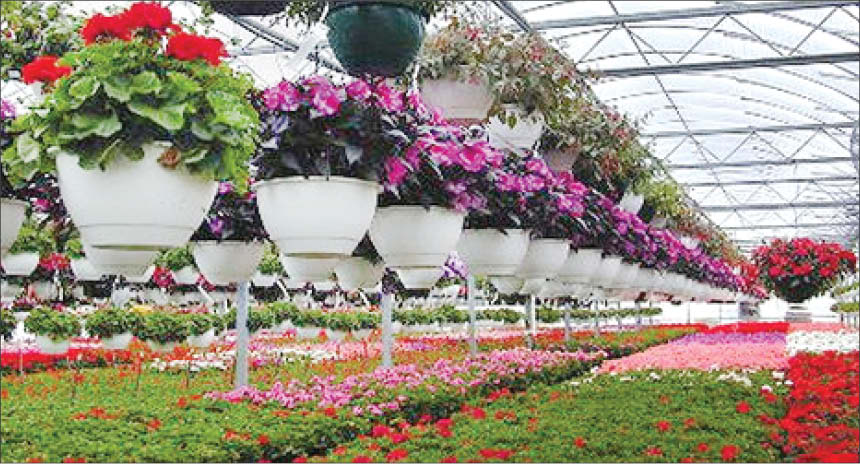 چگونه با گل و گیاهان هر ماه می&zwnj;توانید پول پارو کنید؟+ جدول