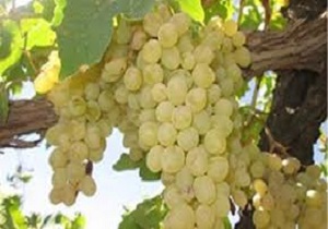 پیش بینی تولید ۹۵ هزار تن انگور در کردستان