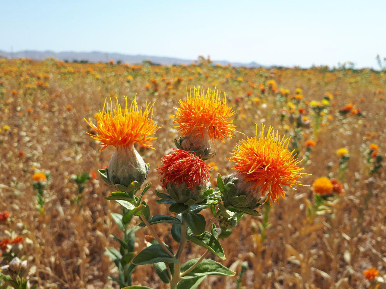 دشت زیبای گیاه دارویی گلرنگ در شناط + فیلم