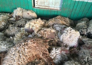 پای گوسفندان صادراتی به قطر نرسید