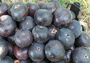 ۲۰ هزار تن انجیر سیاه در پلدختر تولید می شود