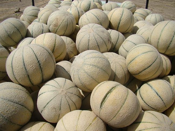 اختصاص ۱۸۰ هکتار از اراضی کشاورزی شهرستان دره شهر به کشت طالبی