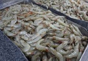 ۴۰ تن میگو از مزارع چابهار به امارت و عمان صادر شد