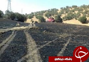 در آتش سوختن مزارع کشاورزی روستای قلعه جغد منطقه چال نخود خرم‌آباد