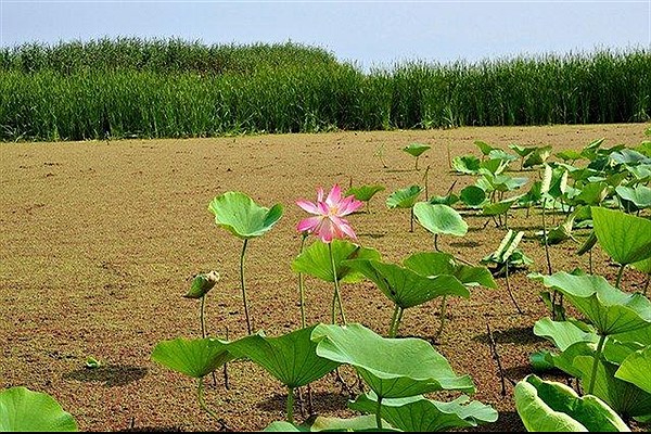 پدیده پرغذایی در تالاب انزلی باعث نابودی گونه های گیاهی شده است/متنوع ترین اکوسیستم ها در اکوسیستم تالاب ها است