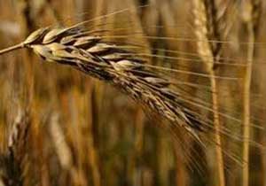 پرداخت ۴۴ درصدی مطالبات گندمکاران مازندران