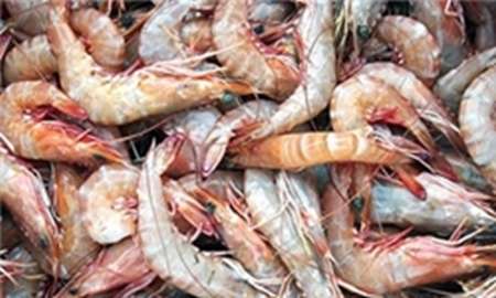 افزایش ۱۳ درصدی پرورش میگو در بوشهر