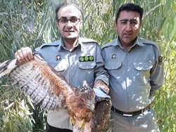 زخمی شدن پرنده شکاری(عقاب) در چرام