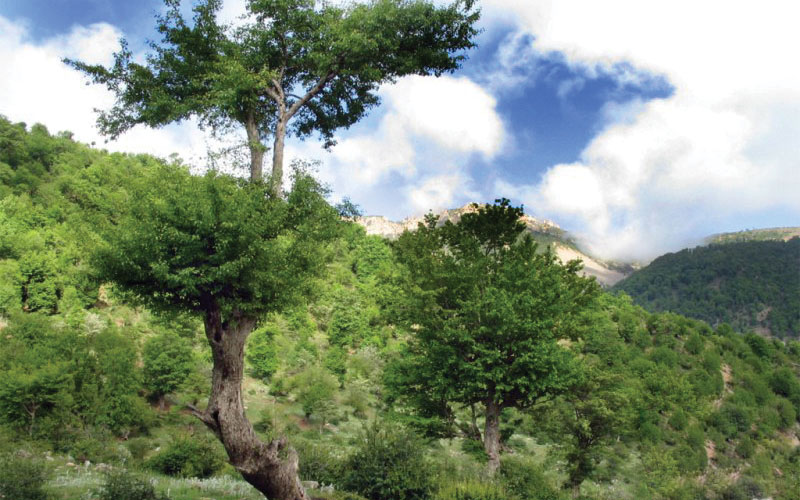 نمایی از طبیعت دیدنی جنگل اولنک در شاهرود + فیلم