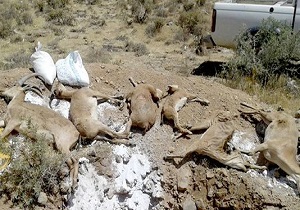 اقدامات سازمان محیط زیست برای مقابله با شیوع بیماری طاعون نشخوارکنندگان کوچک