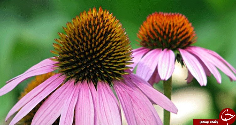 از خواص جادویی گیاهی به نام سرخارگل چه می&zwnj;دانید؟