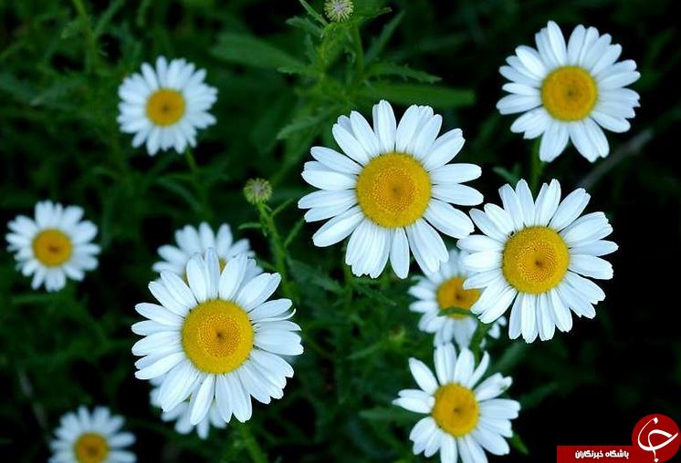 همه چیز درباره جادوگری به نام؛ گل مینا / تا بحال برای بهبود آلرژی&zwnj;های پوستیتان گل مینا را امتحان کرده اید؟!