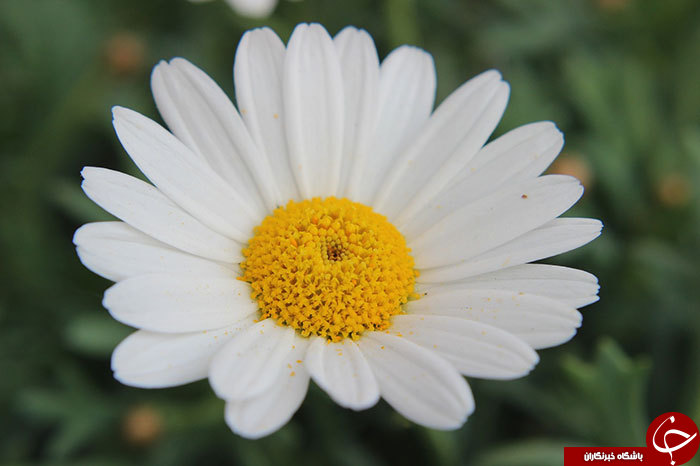 همه چیز درباره جادوگری به نام؛ گل مینا / تا بحال برای بهبود آلرژی&zwnj;های پوستیتان گل مینا را امتحان کرده اید؟!