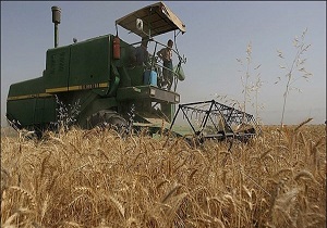 برداشت جو از اراضی کشاورزی شهرستان البرز