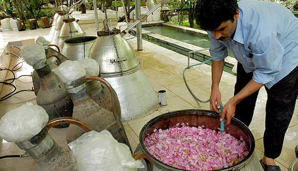 گلاب گیری لاله زاری ها جهانی می شود