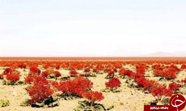چشم انداز زیبا از طبیعت ایران که نمی توان چشم از روی آن برداشت
