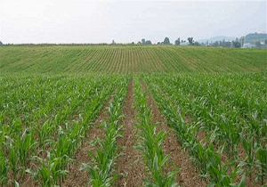 انجام کشت‌ تابستانه در شوشتر در گرو تامین آب