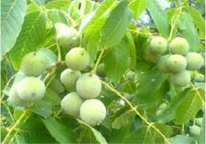 برگزاری جشنواره‌های گردو و صنایع مبل و منبت در تویسرکان