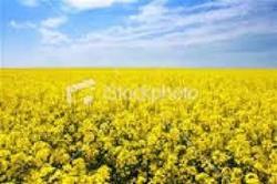 افزایش 26درصدی خرید تضمینی محصول کلزا در خراسان رضوی
