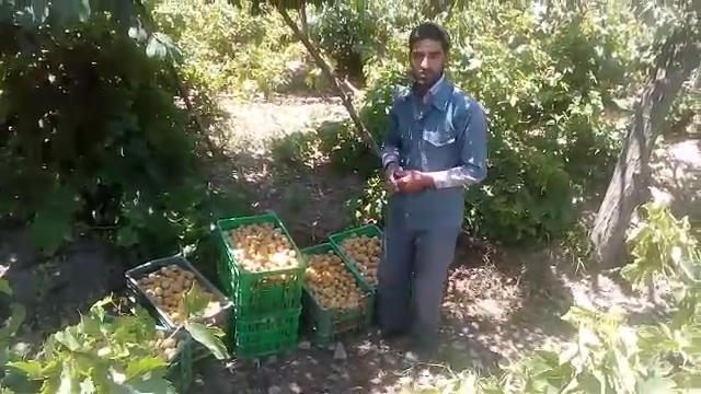 درد و دل کشاورز روستای "برج" از وضعیت بازار فروش + فیلم