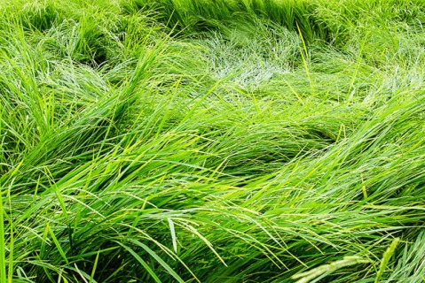 بیمه شالیزار خوب یا بد