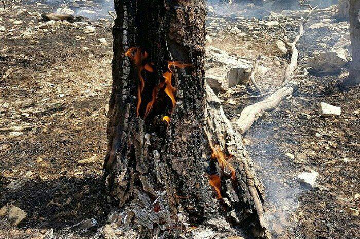 تجارت سیاه ،بلای جان جنگل های بلوط