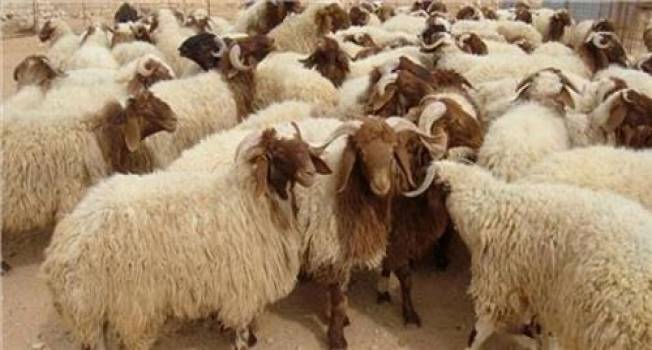 اما و اگرهای خروج دام زنده از مرزهای غربی کشور