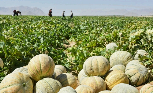 برداشت طالبی از سطح ۵۰۰ هکتار از اراضی شهرستان کاشمر