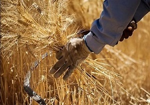 پرداخت ۷۱ میلیارد تومان از طلب گندم کاران استان قزوین