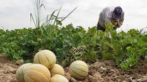 برداشت طالبی از سطح ۵۰۰ هکتار اراضی کاشمر