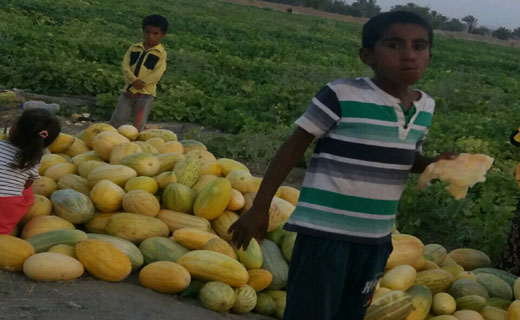 برداشت گرمک میوه ای خوش مزه و خوشبو در گرمای منوجان&nbsp;