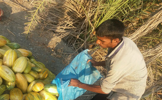برداشت گرمک میوه ای خوش مزه و خوشبو در گرمای منوجان&nbsp;