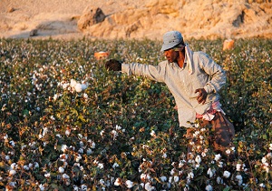 از ادای دین دهلرانی&zwnj;ها به محیط زیست تا&nbsp;طلای سفید ایرانی در آستانه نابودی + فیلم