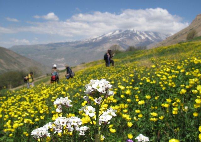 آزو؛ عروس دشت&zwnj;های البرز