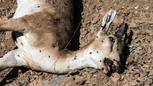 آتش سوزی در منزل مسکونی /اختلاف مرگبار بر سر پارکینگ/آخرین جزییات از آتش سوزی مسجد جامع ساری/طاعون نشخوارکنندگان در نزدیکی حیوانات اهلی خبر
