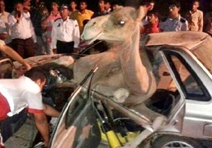 برخورد پراید با شتر حادثه آفرید/ ۶ نفر مجروح شدند