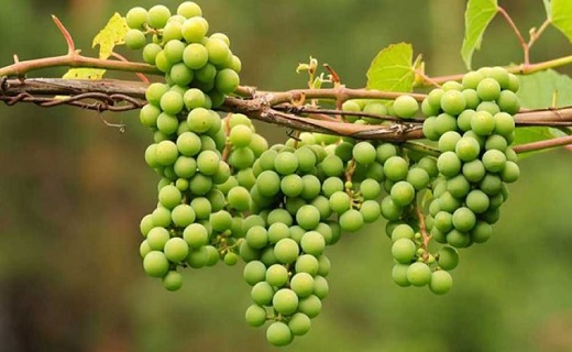 مهار دیابت با شربتی ترش و شیرین