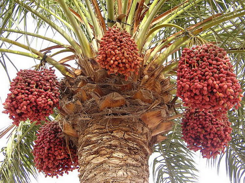 صادرکنندگان خرما با مشکلات متعددی دست و پنجه نرم می&zwnj;کنند