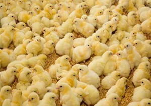 توزیع 2 هزار قطعه جوجه یک روزه در هفتکل