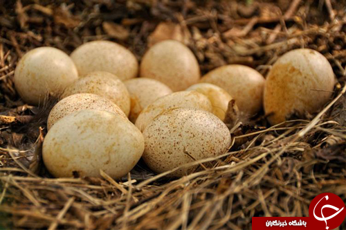 هرآنچه درباره تخم پرندگان باید بدانید