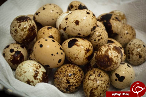 هرآنچه درباره تخم پرندگان باید بدانید