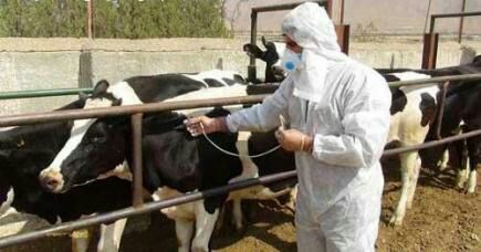 مایه کوبی حدود 91 هزار دام کوچک و بزرگ در سردشت