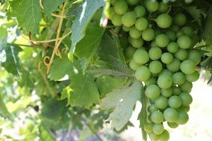 پیش بینی برداشت ۵۰۰ تن غوره انگور در شهرستان ملکان