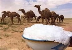 تولید روزانه 2 تن شیر شتر در استان