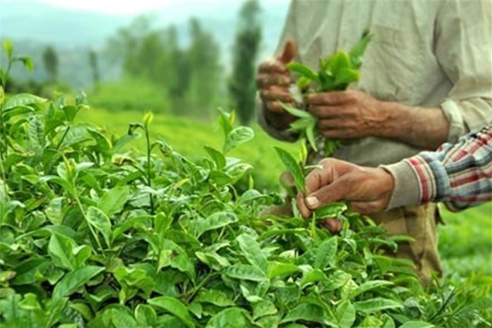 عرضه چای خشک در بورس کالا یک راه برای حمایت از تولید داخل