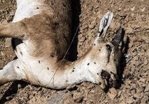 مهار طاعون نشخوارکنندگان کوچک در کرمان