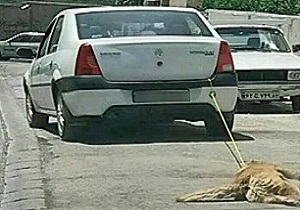 بازداشت متهم حیوان آزار در اردبیل